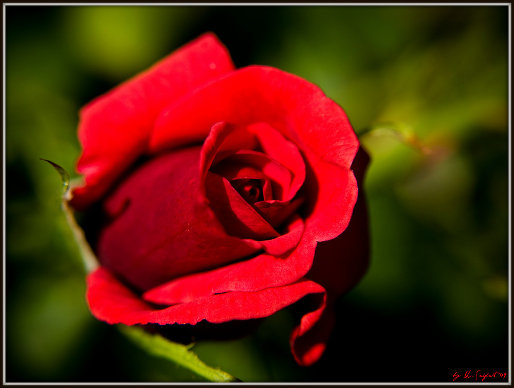 rote Rose