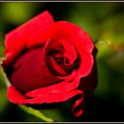 rote Rose