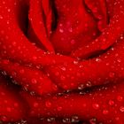 Rote Rose 2