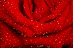 Rote Rose 2