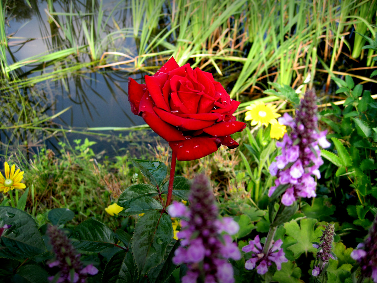 Rote Rose 2 - Schloß Ippenburg, Osnabrücker Land