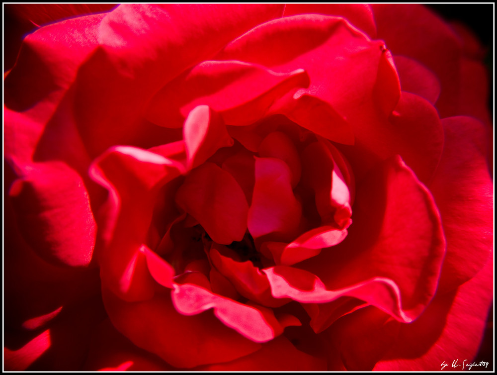 rote Rose