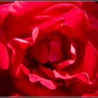 rote Rose