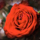 Rote Rose