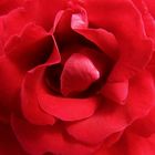 rote Rose