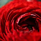 Rote Rose