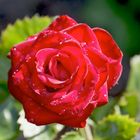 Rote Rose