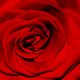 Rote Rose