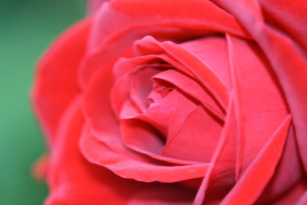 Rote Rose