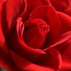 rote Rose