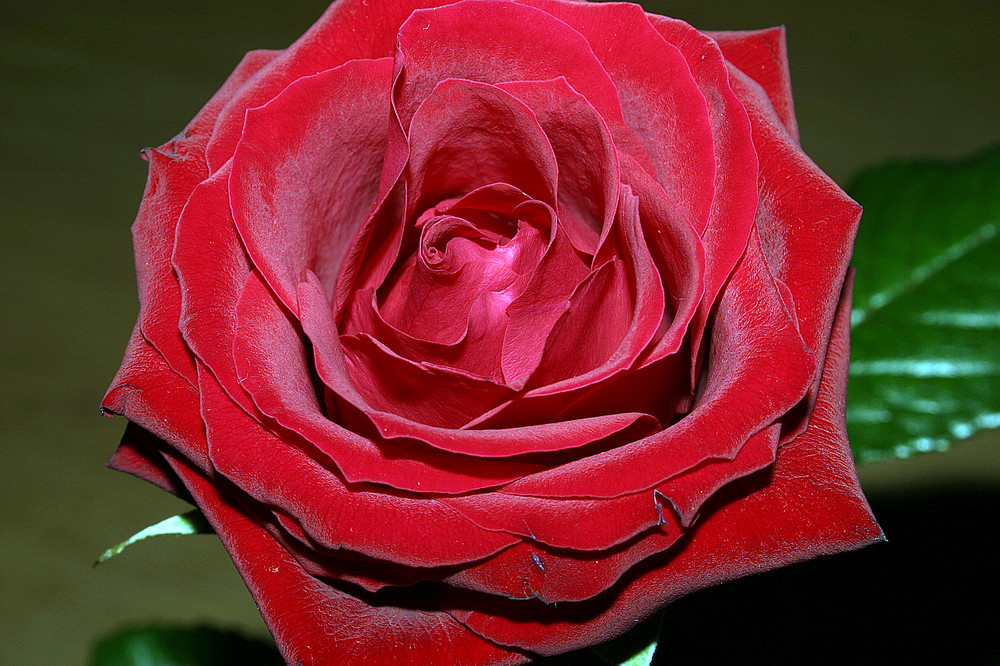 rote Rose #3