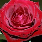 rote Rose #3