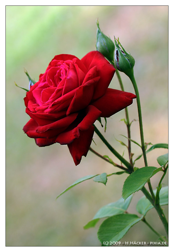 Rote Rose #3