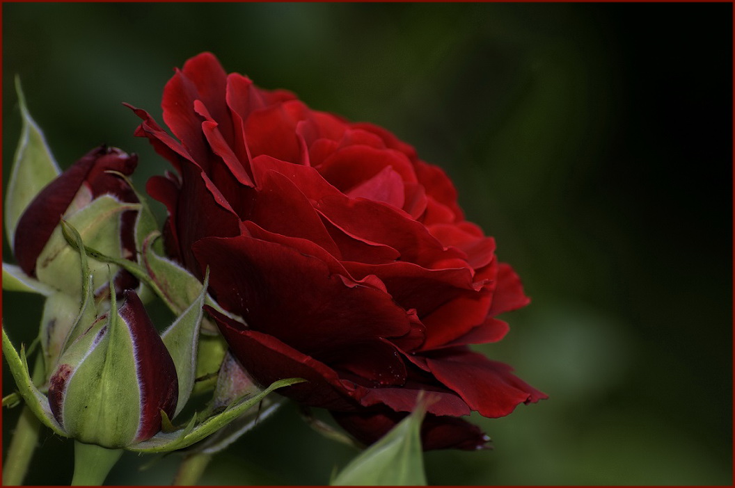 Rote Rose