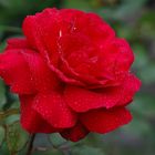 Rote Rose