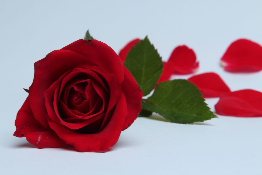 Rote Rose Foto & Bild | pflanzen, pilze & flechten, blüten ...