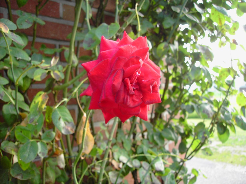 Rote Rose