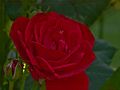 rote Rose... de Thomas Meinersmann