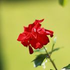 Rote Rose