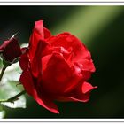 rote Rose