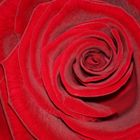 rote Rose