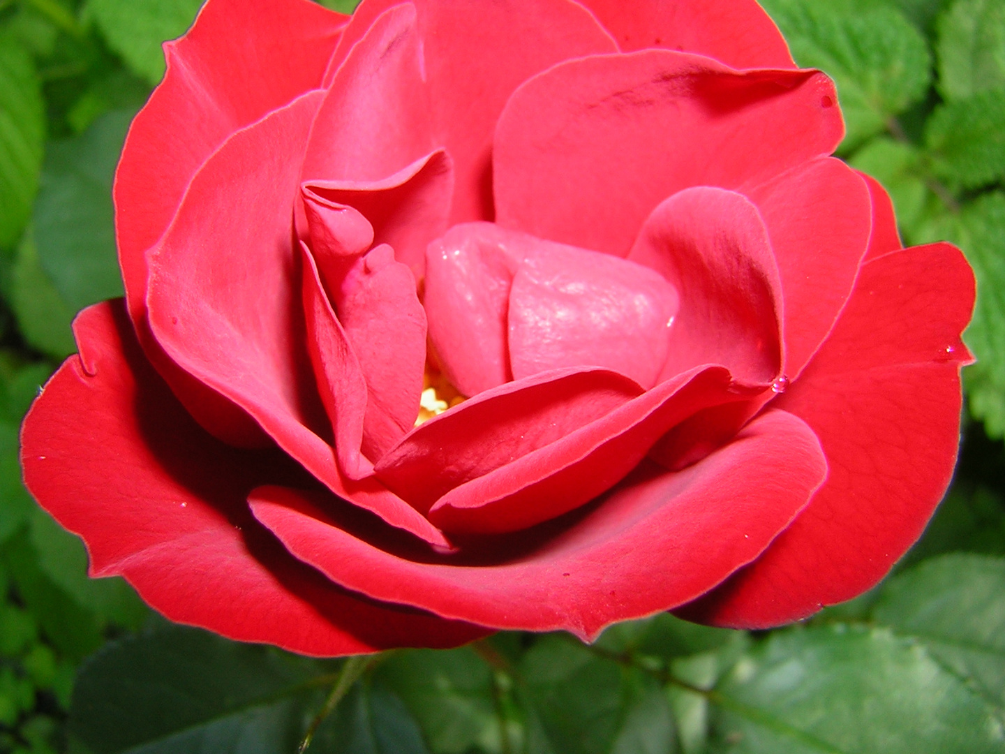 Rote Rose