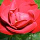 Rote Rose