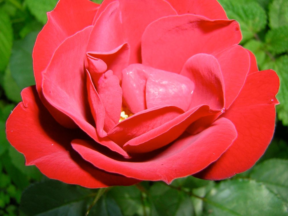 Rote Rose by Michaela Röbke 