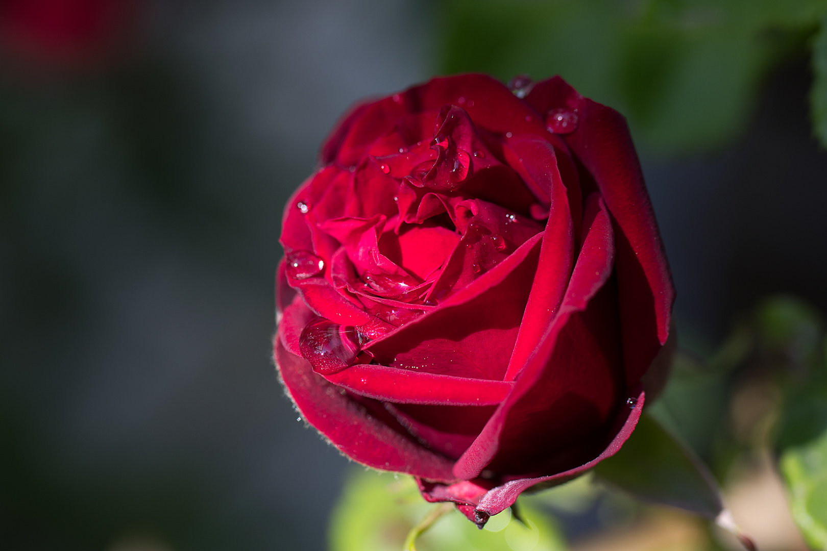 Rote Rose