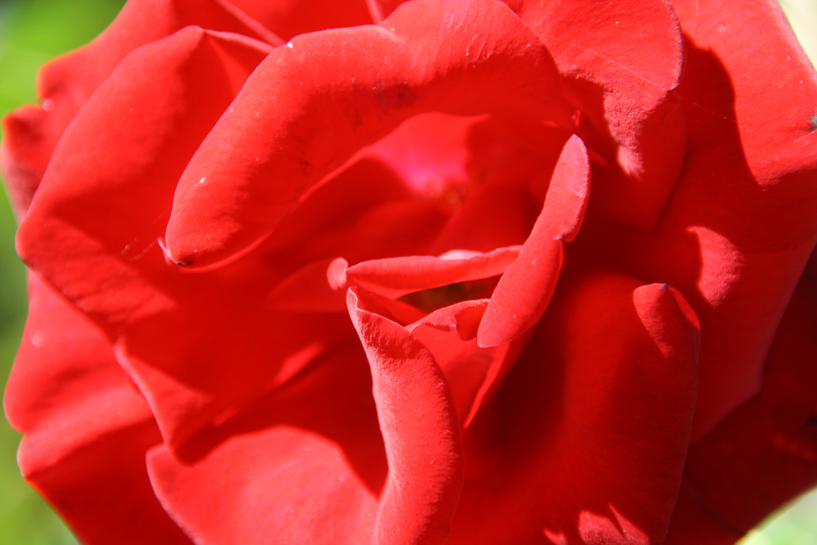 Rote Rose