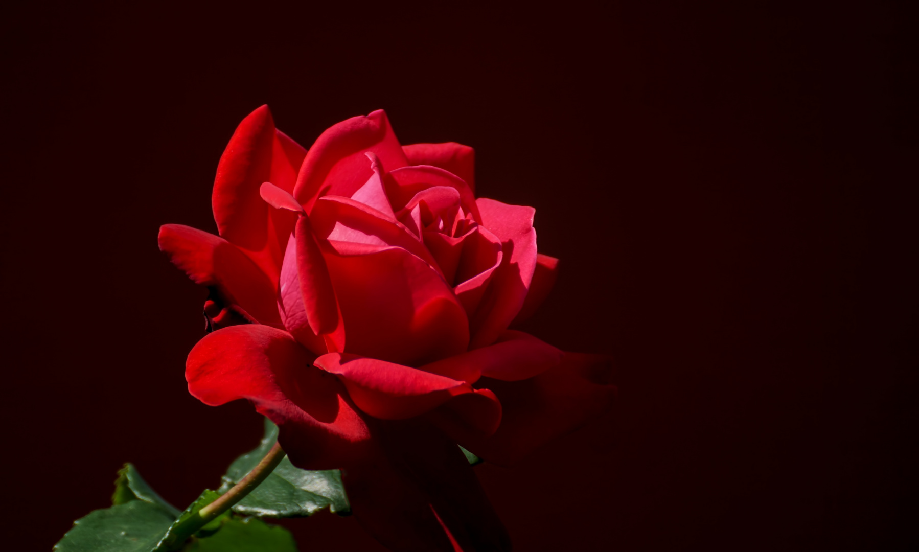 rote Rose 