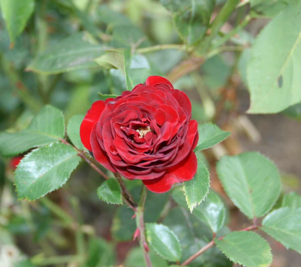 Rote Rose