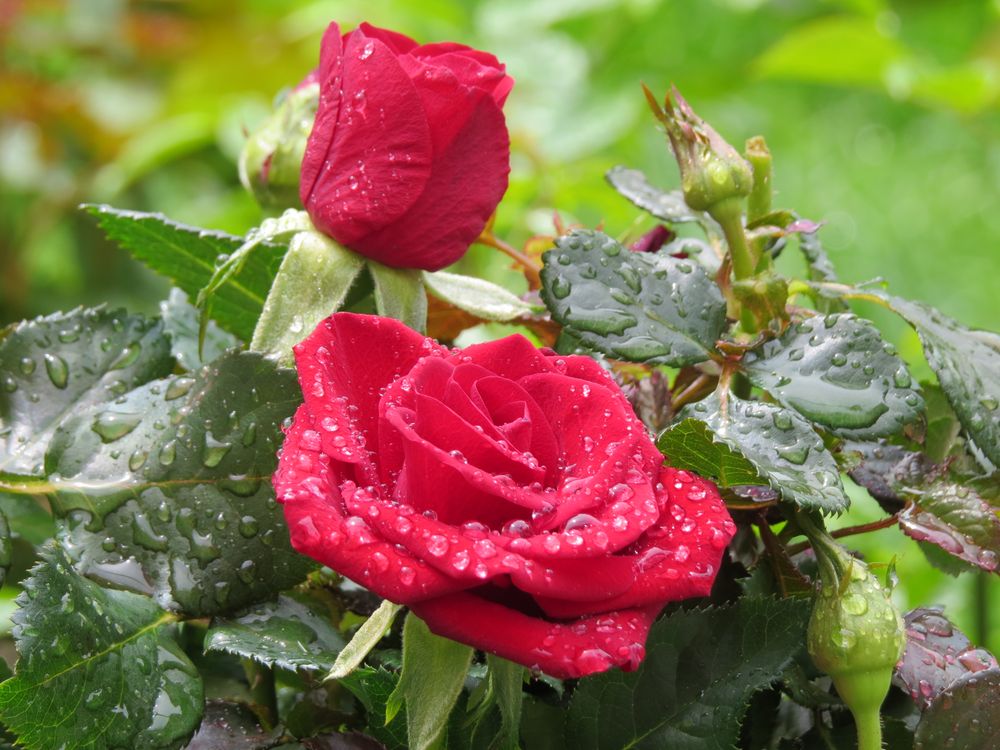 Rote Rose 4