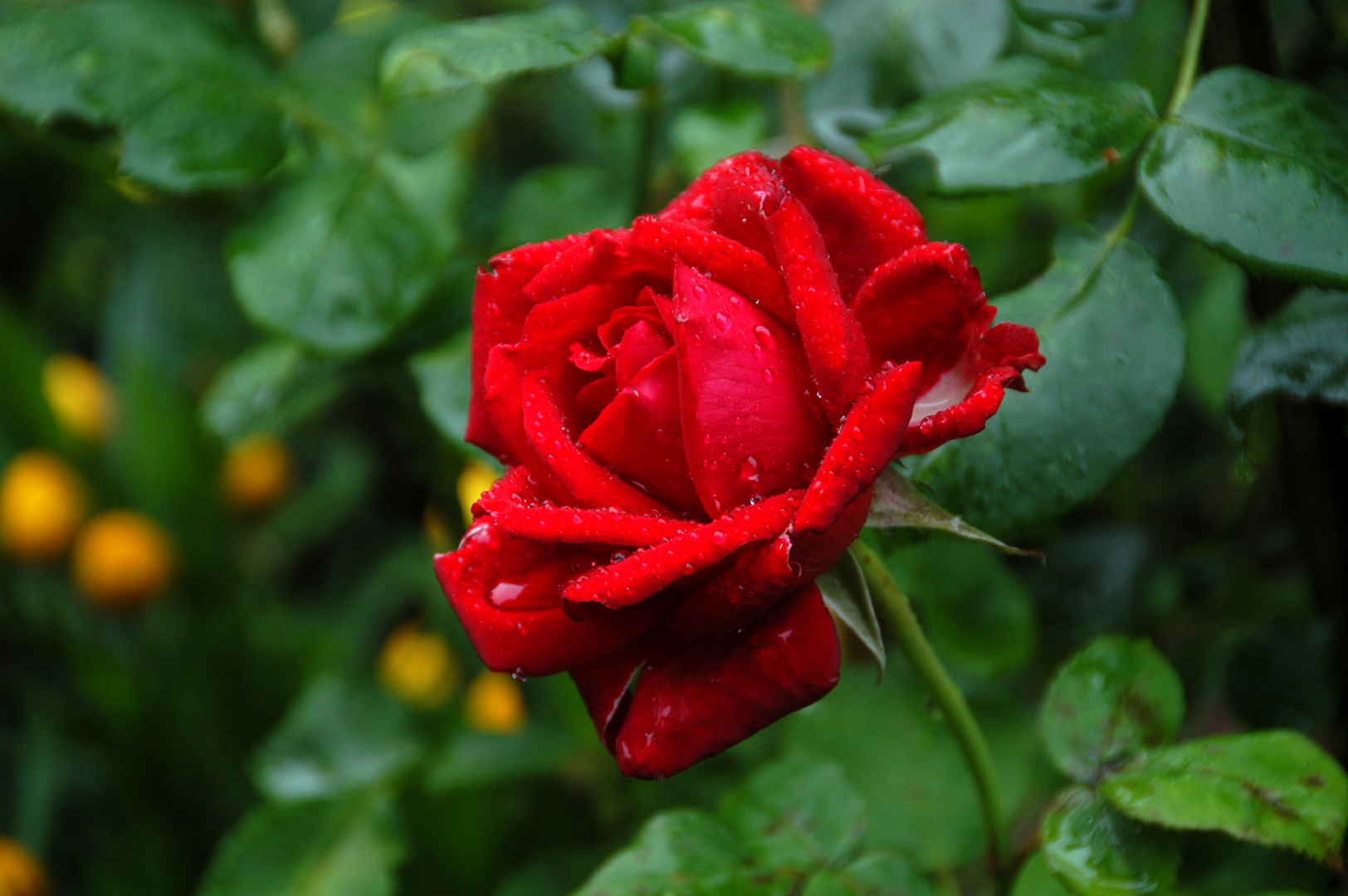 ROTE ROSE