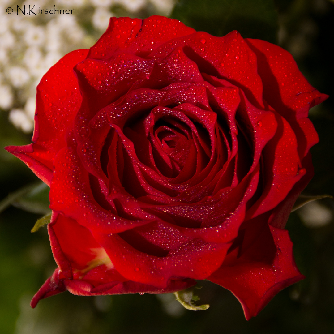 Rote Rose...