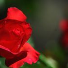 Rote Rose