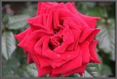 rote Rose