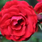 Rote Rose