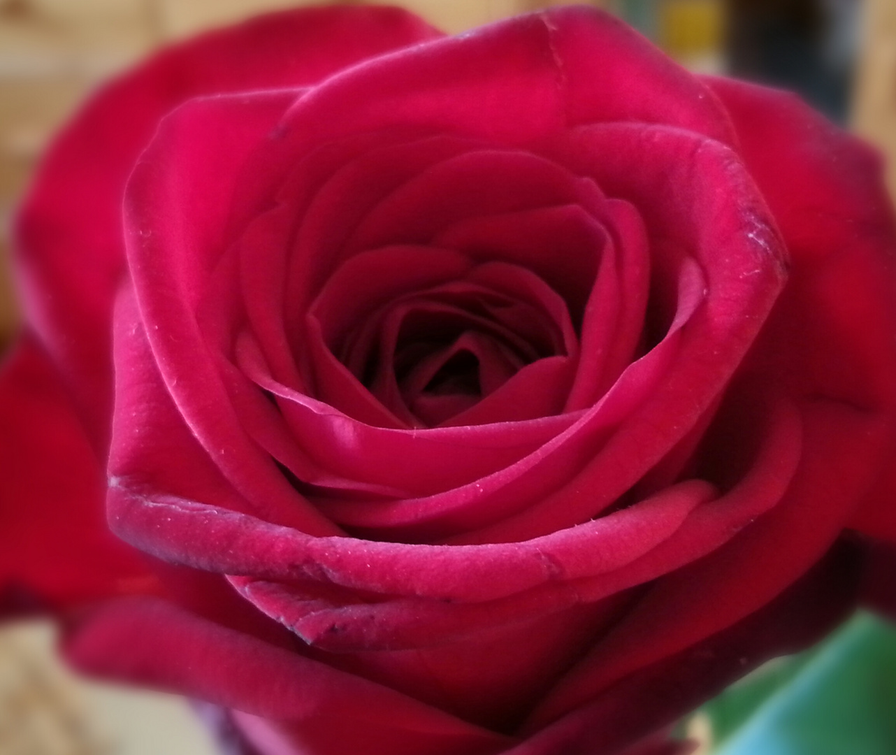 Rote Rose