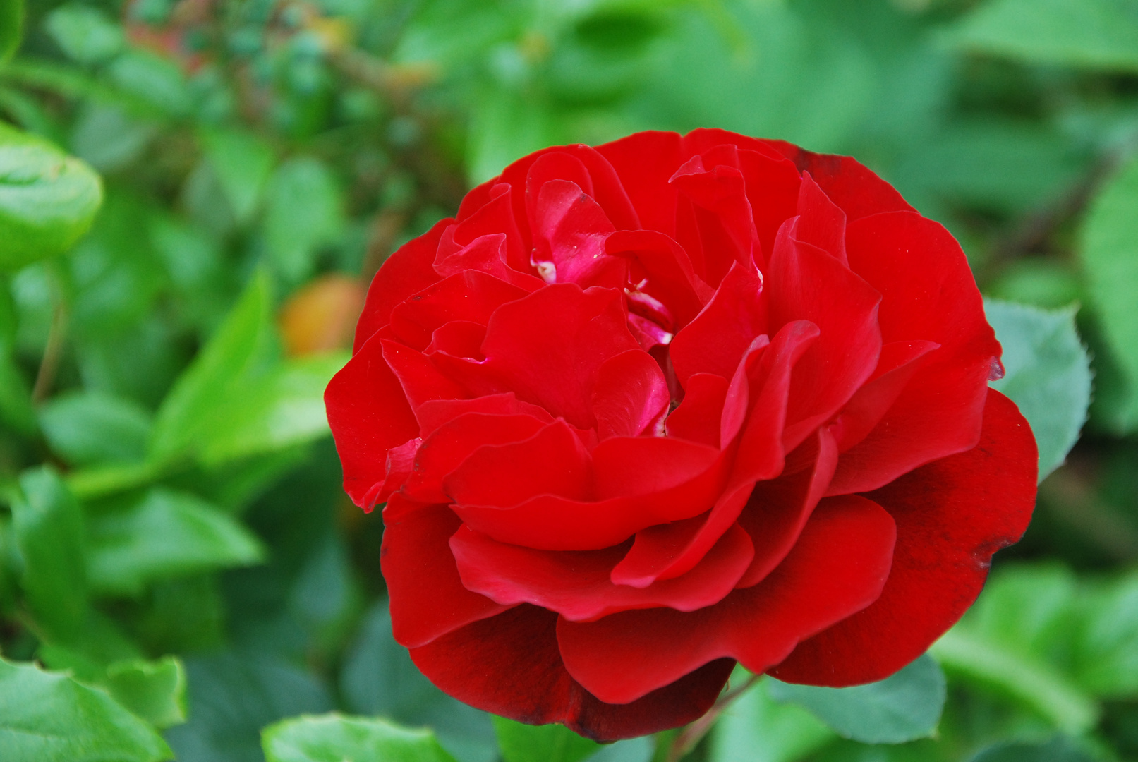 Rote Rose