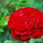 Rote Rose