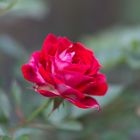 Rote Rose