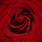 rote Rose