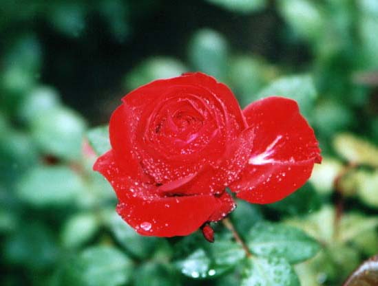 rote Rose