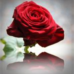 * Rote Rose *