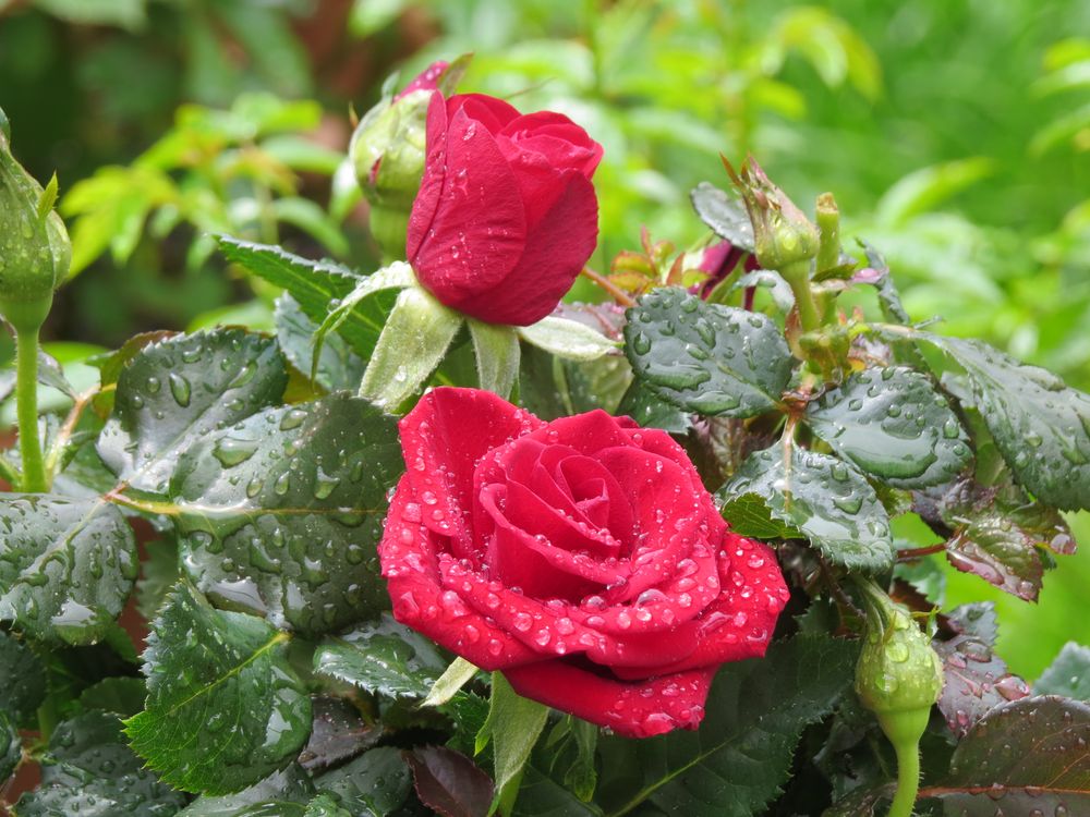 Rote Rose 5