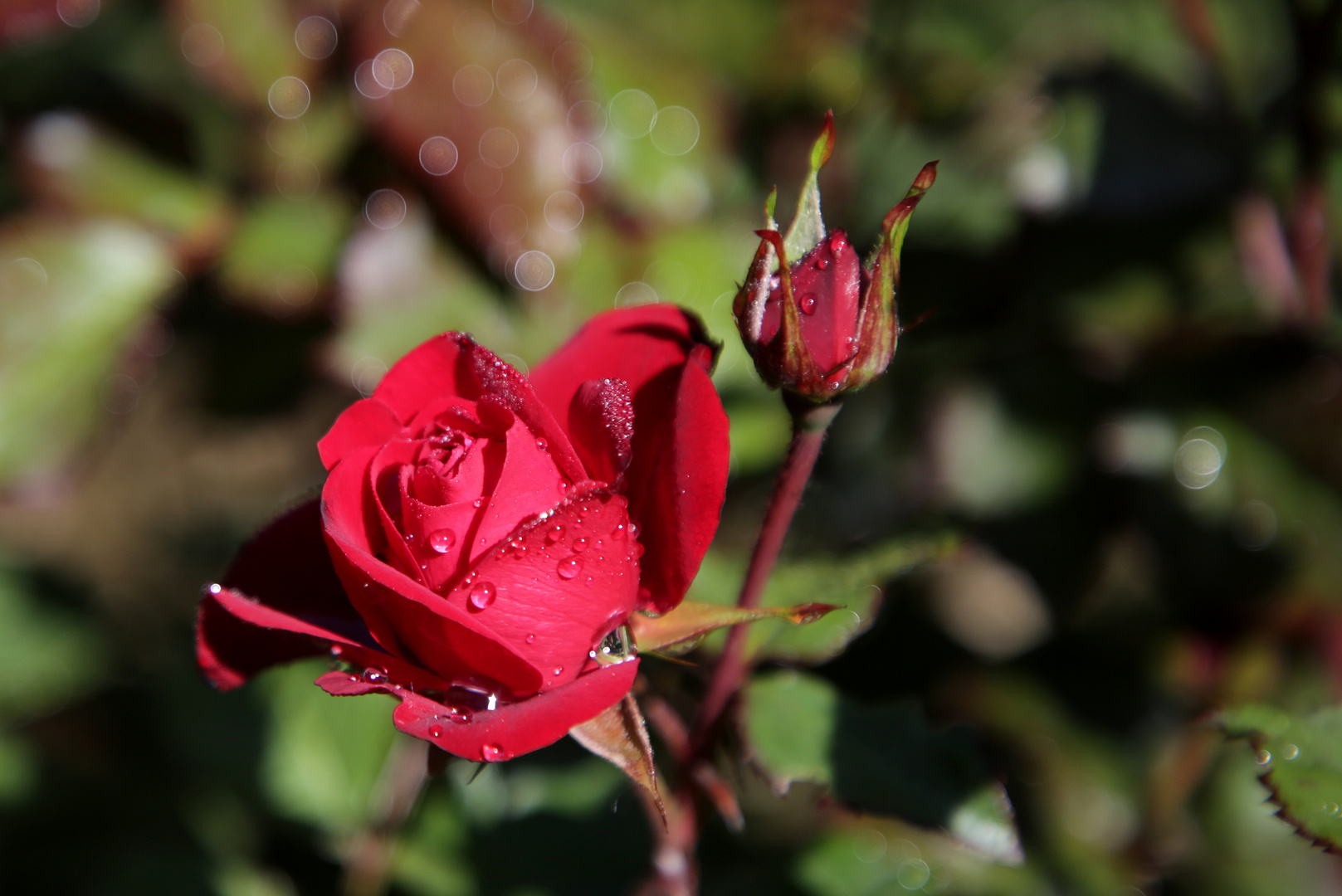 Rote Rose