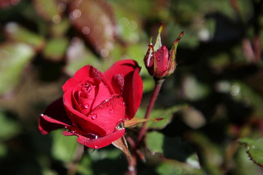 Rote Rose Foto & Bild | pflanzen, pilze & flechten, blüten