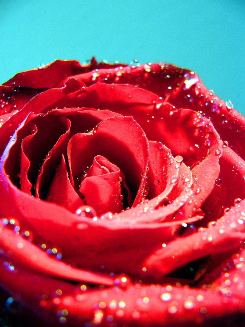 Rote Rose