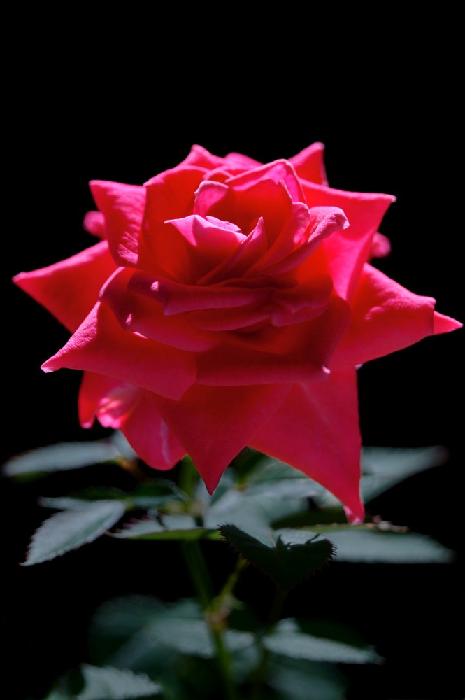 rote Rose